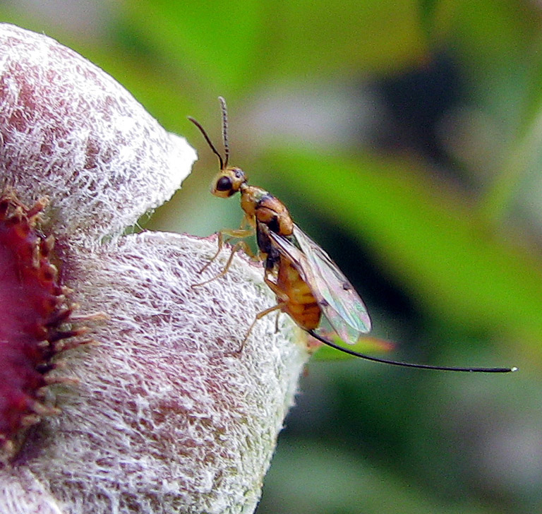 Torymidae: possibile Megastigmus aculeatus